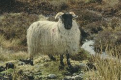 Schottisches Schaf mit schwarzem Gesicht