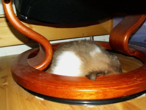 Schlafender Welpe im Versteck